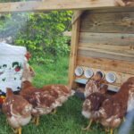 Best high capacity chicken feeder