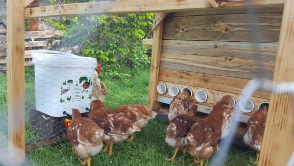 Best high capacity chicken feeder