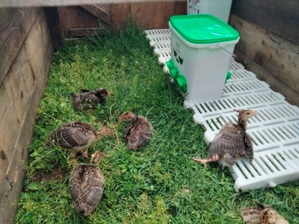 automatic feeder for chicks