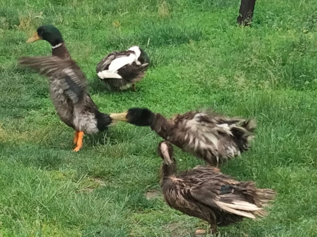 raising ducks