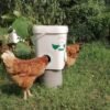 gravity-fed poultry feeders