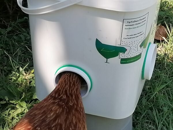 Chicken feeding systems