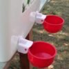 water drinker for chicks