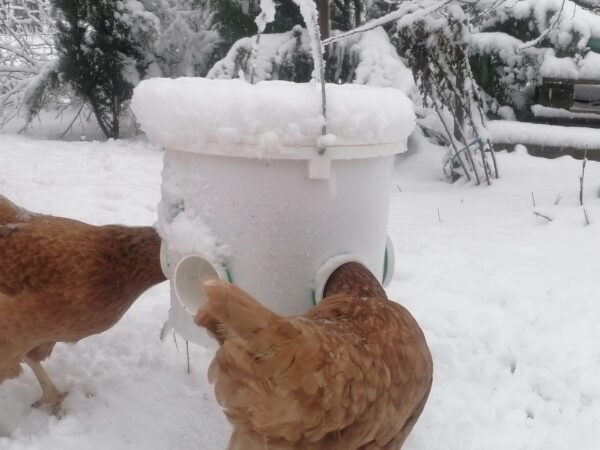 diy rat proof chicken feeder