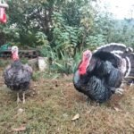 free range turkeys