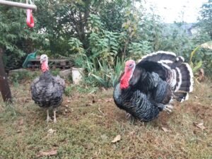 free range turkeys