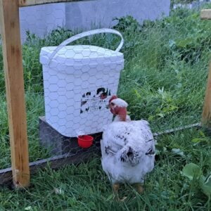 Chicken Square Feeder 20l/14kg(4 feed ports) + Water drinker 18l with 2 gravity cups