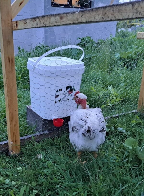 water drinker for chicks