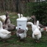 best goose feeder