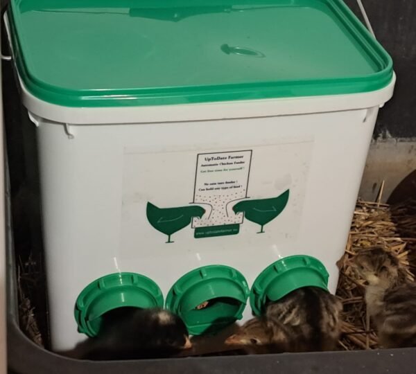 quail feeding system