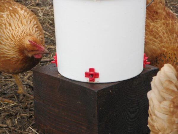 DIY chicken waterer