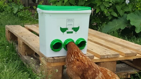 Portable automatic feeder for pigeons