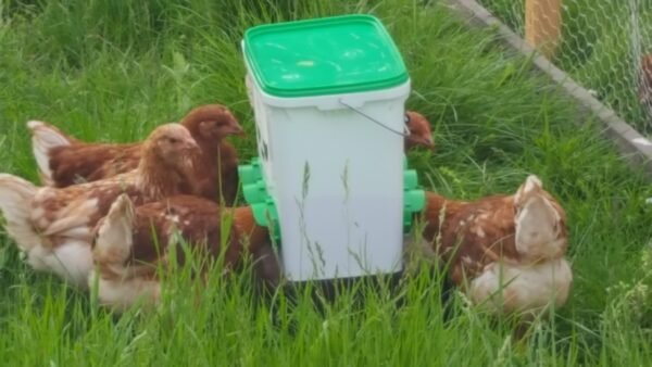 Automatic quail feeder