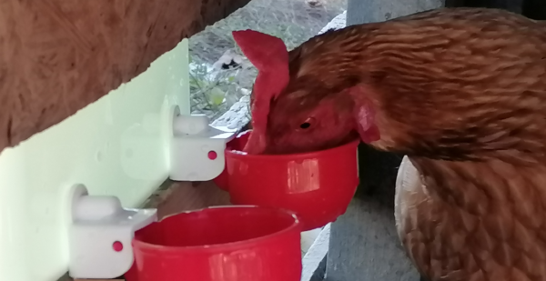 hanging water dispenser for chickens