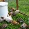DIY rainproof chicken feeder