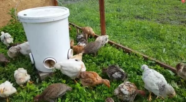 DIY rainproof chicken feeder