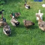 medical conditions in ducks